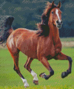 Domestic Horse Diamond Painting