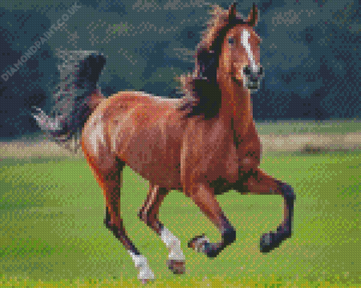 Domestic Horse Diamond Painting