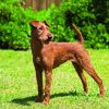 Irish Terrier Diamond Painting