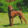 Irish Terrier Diamond Painting