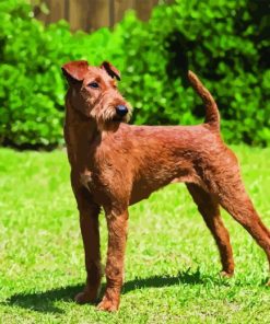 Irish Terrier Diamond Painting