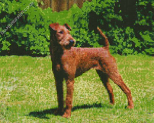 Irish Terrier Diamond Painting