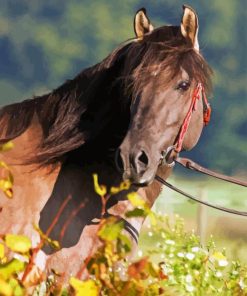 Kiger Mustang Diamond Painting