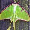 Luna Moth Insect Diamond Painting