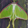 Luna Moth Insect Diamond Painting