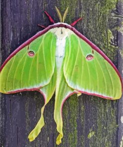 Luna Moth Insect Diamond Painting