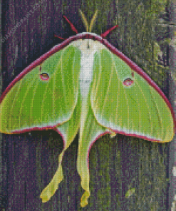 Luna Moth Insect Diamond Painting