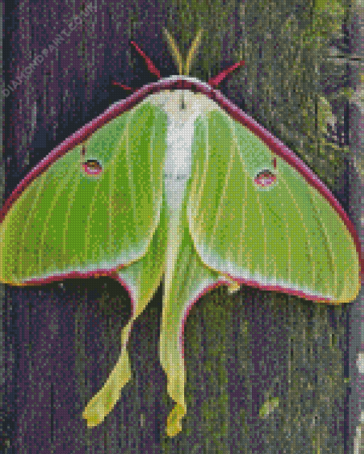 Luna Moth Insect Diamond Painting