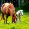 Mare And Foal Diamond Painting