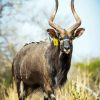 Nyala Diamond Painting