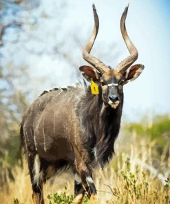 Nyala Diamond Painting