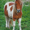 Shetland Pony Diamond Painting