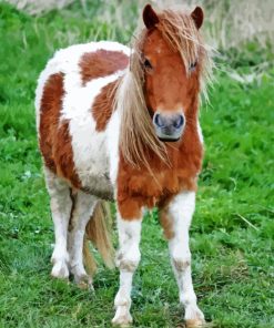 Shetland Pony Diamond Painting