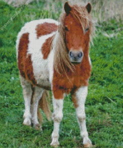 Shetland Pony Diamond Painting