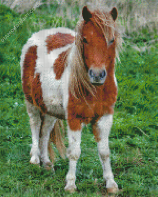 Shetland Pony Diamond Painting