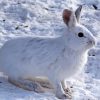 Snowshoe Hare Diamond Painting