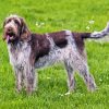 Spinone Italiano Diamond Painting