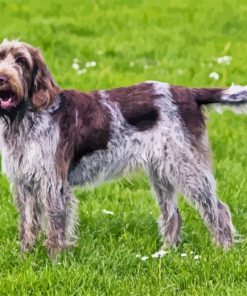 Spinone Italiano Diamond Painting