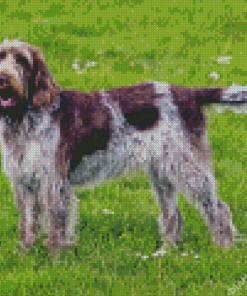 Spinone Italiano Diamond Painting