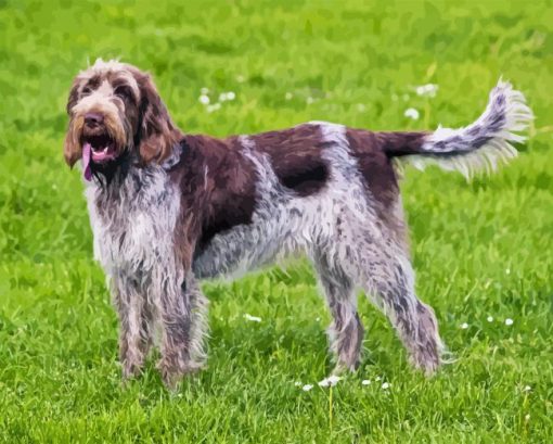 Spinone Italiano Diamond Painting