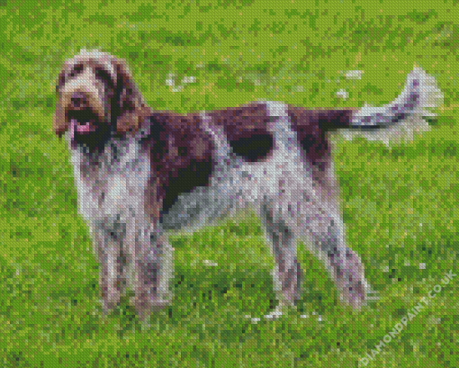 Spinone Italiano Diamond Painting