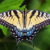 Tiger Swallowtail Butterfly Diamond Painting