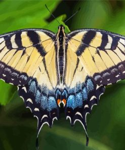 Tiger Swallowtail Butterfly Diamond Painting