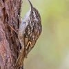 Treecreeper Bird Diamond Painting