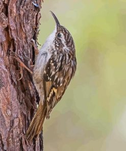 Treecreeper Bird Diamond Painting