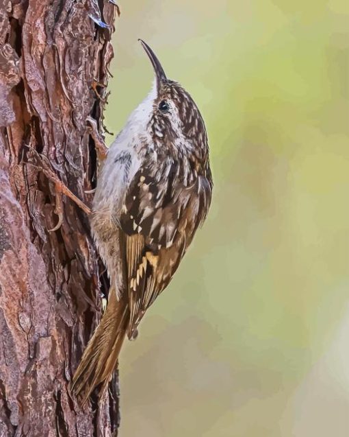 Treecreeper Bird Diamond Painting