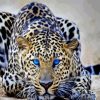 Wild Blue Eyes Jaguar Diamond Painting