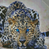 Wild Blue Eyes Jaguar Diamond Painting