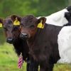 Belted Galloway Diamond Painting