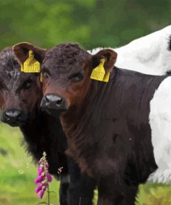 Belted Galloway Diamond Painting