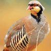 Chukar Diamond Painting