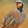 Chukar Diamond Painting