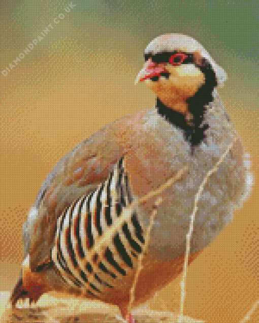 Chukar Diamond Painting