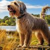 Otterhound Dog Diamond Painting