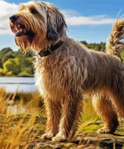 Otterhound Dog Diamond Painting