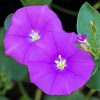 Purple Morning Glory Diamond Painting