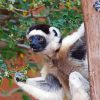 Sifaka On Tree Diamond Painting