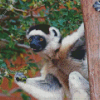 Sifaka On Tree Diamond Painting