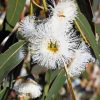 Tasmanian Blue Gum Diamond Painting