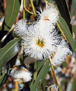 Tasmanian Blue Gum Diamond Painting