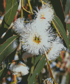 Tasmanian Blue Gum Diamond Painting