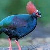 The Crested Partridge Bird Diamond Painting